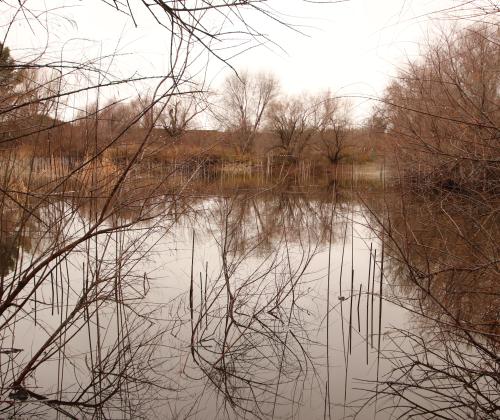Lagunas de Horna (Getafe)